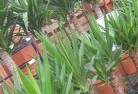 Blackwaterplant-nursery-10.jpg; ?>